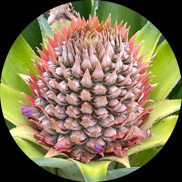 molunil